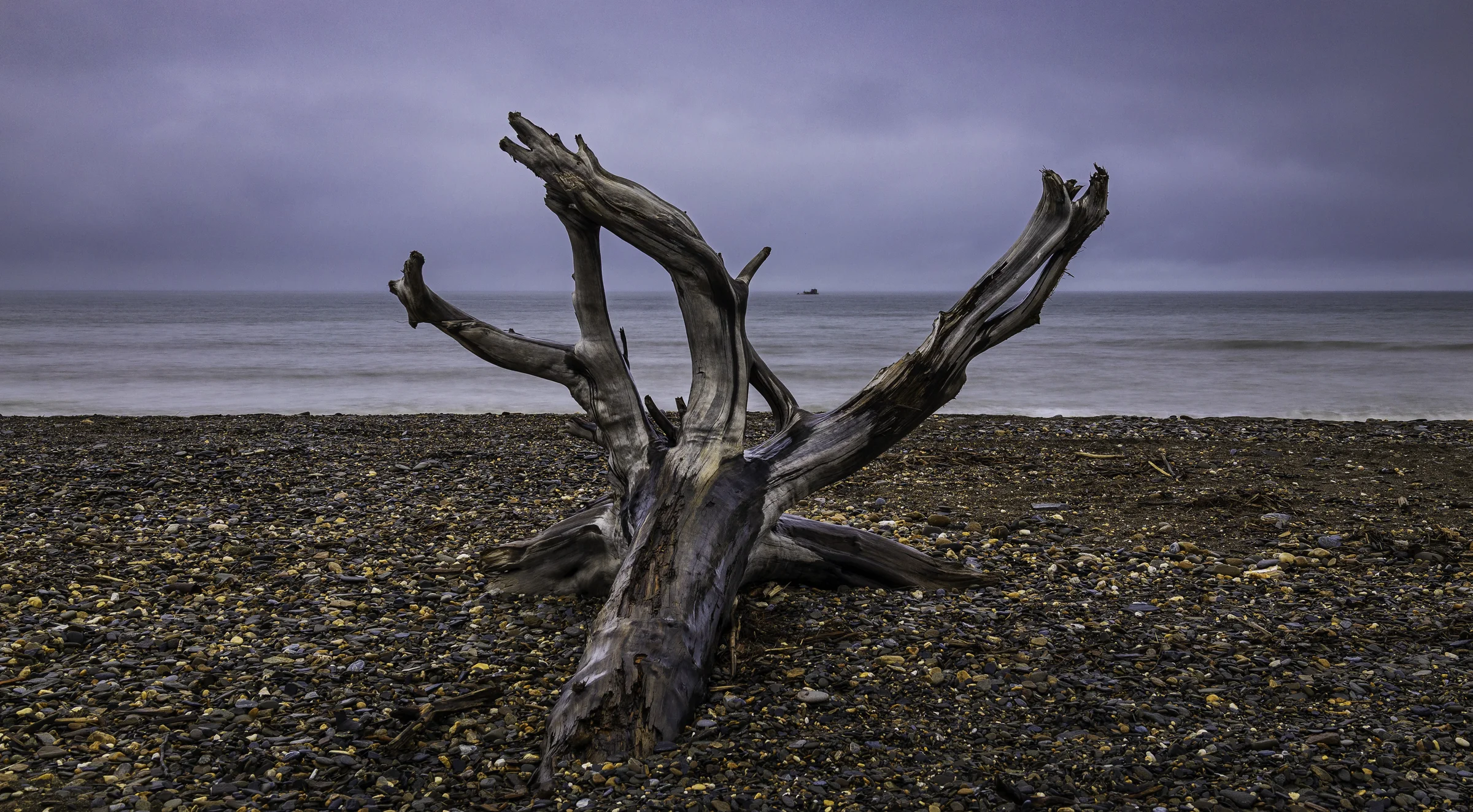 Driftwood on a pebble beach facing the Bering Sea at Nome, photographed by Rodney Harvey