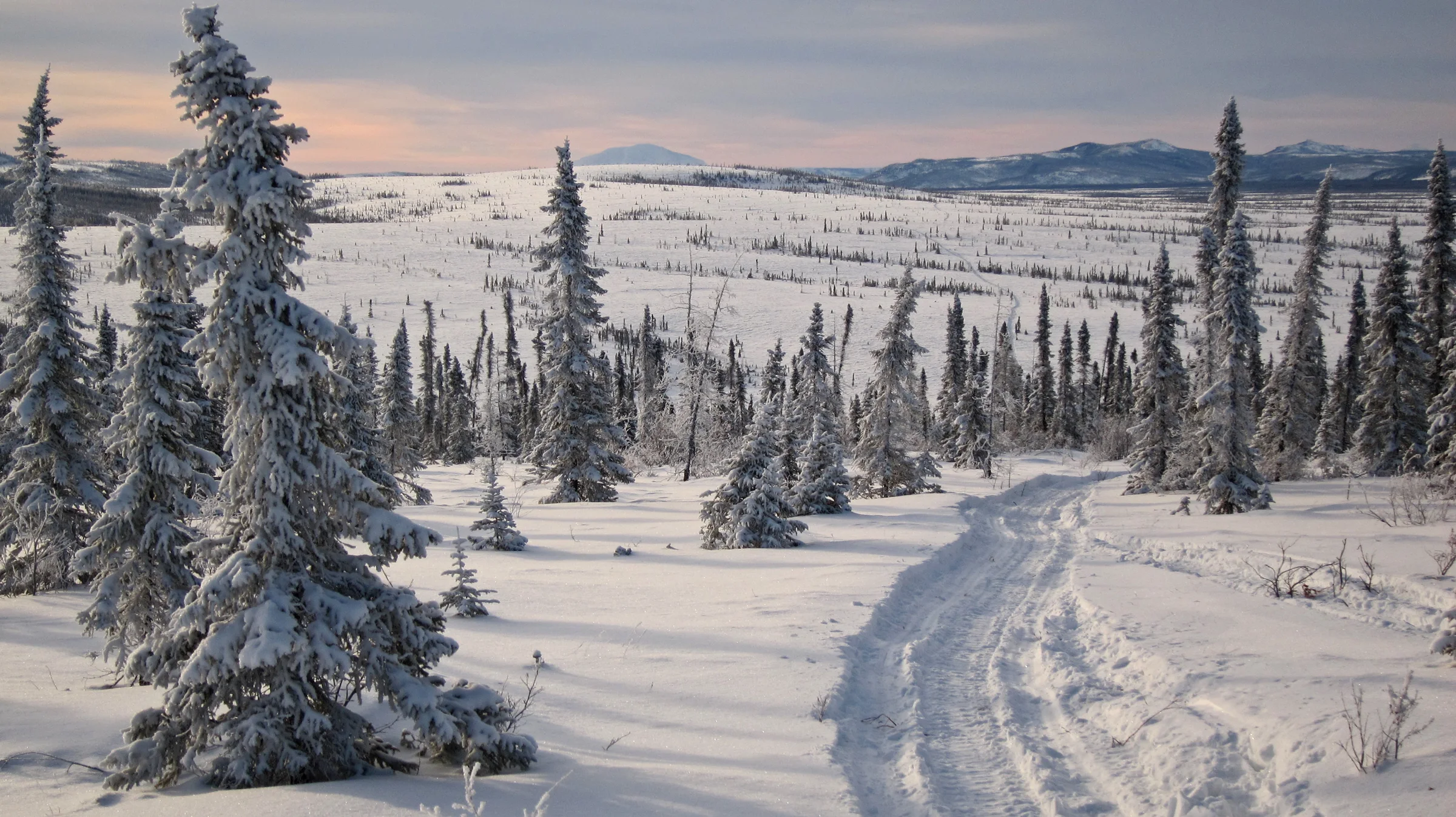 Snow-covered Iditarod trail winding through spruce forest in western Alaska